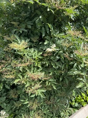 Sambucus nigra