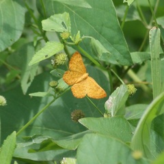 Emesis vulpina