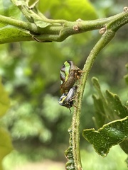 Smilia camelus