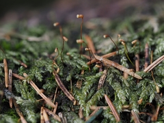 Plagiothecium curvifolium