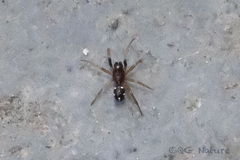 Steatoda erigoniformis