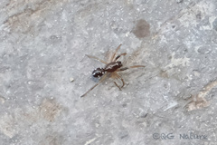 Steatoda erigoniformis