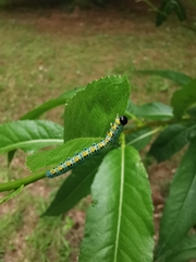 Euura melanocephalus