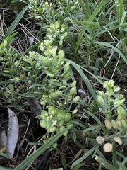 Lepidium virginicum