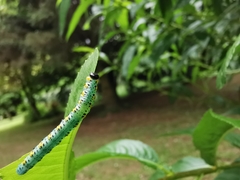 Euura melanocephalus