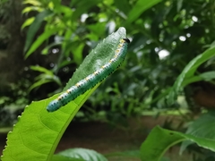 Euura melanocephalus