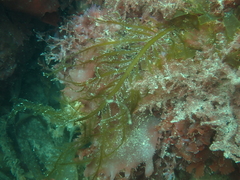 Desmarestia ligulata