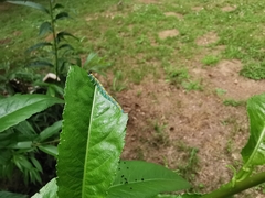 Euura melanocephalus