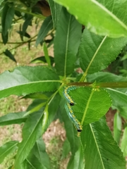 Euura melanocephalus