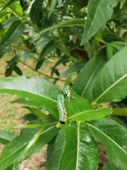 Euura melanocephalus