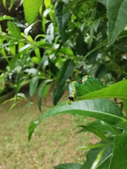 Euura melanocephalus