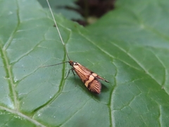 Nemophora degeerella