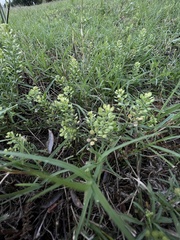 Lepidium virginicum