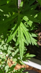 Artemisia vulgaris