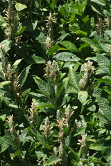 Metarungia galpinii