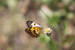 Colotis vesta