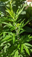 Artemisia vulgaris