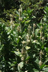 Metarungia galpinii