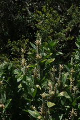 Metarungia galpinii