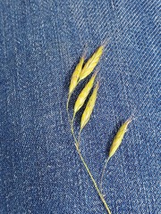 Bromus