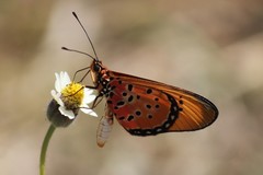 Acraea natalica