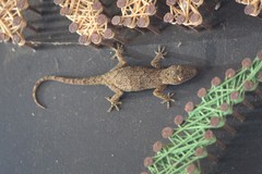Hemidactylus platycephalus