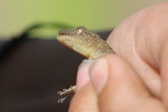 Hemidactylus platycephalus