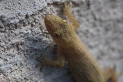 Hemidactylus platycephalus