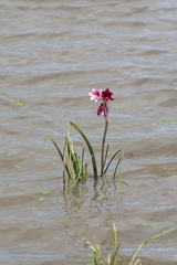 Crinum campanulatum