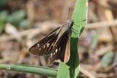 Torbenlarsenia gemella