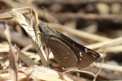 Torbenlarsenia gemella