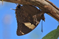 Charaxes bohemani