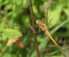 Orthetrum coerulescens anceps