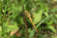 Orthetrum coerulescens anceps