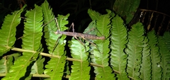 Ceroys perfoliatus