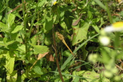 Orthetrum coerulescens anceps