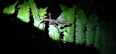 Ceroys perfoliatus