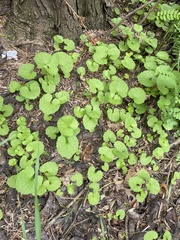 Alliaria petiolata