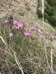 Dianthus graniticus