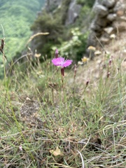Dianthus graniticus