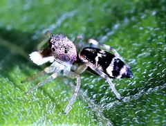 Cosmophasis thalassina