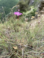 Dianthus graniticus