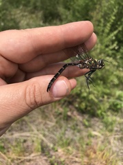 Somatochlora cingulata