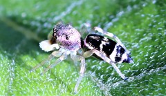 Cosmophasis thalassina