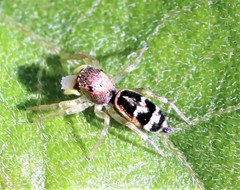 Cosmophasis thalassina