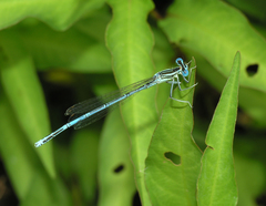 Platycnemis pennipes