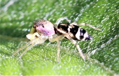 Cosmophasis thalassina