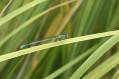 Platycnemis pennipes