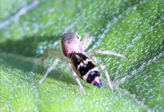 Cosmophasis thalassina