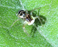 Cosmophasis thalassina